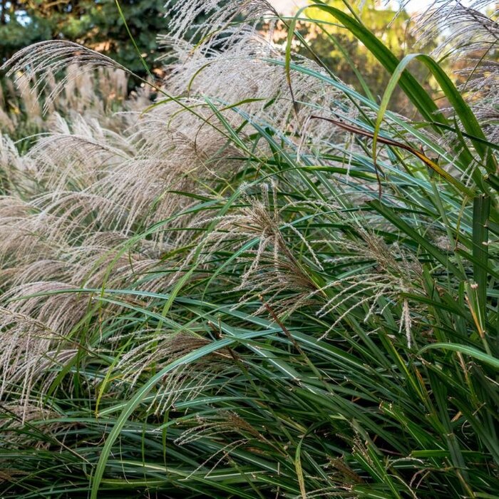 Olifantengras - Miscanthus sinensis 'Yakushima Dwarf'