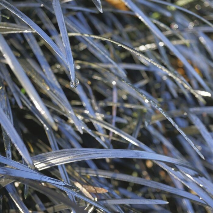 Slangenbaard - Ophiopogon planiscapus 'Niger'