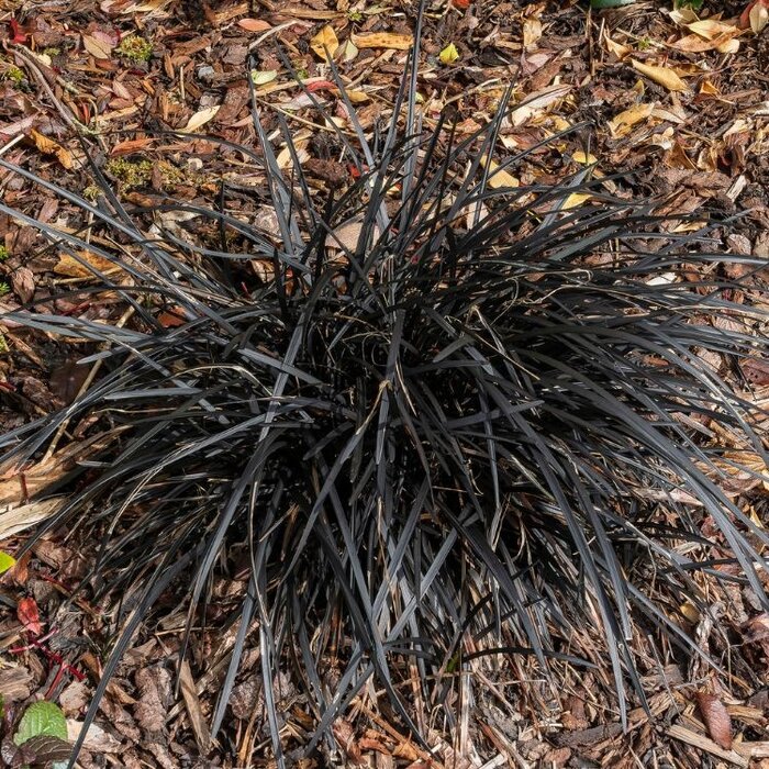 Slangenbaard - Ophiopogon planiscapus 'Niger'