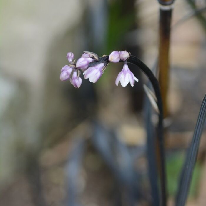 Slangenbaard - Ophiopogon planiscapus 'Niger'
