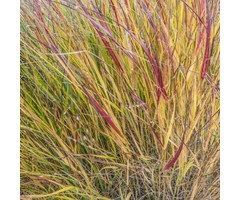 Vingergras - Panicum virgatum 'Rehbraun'