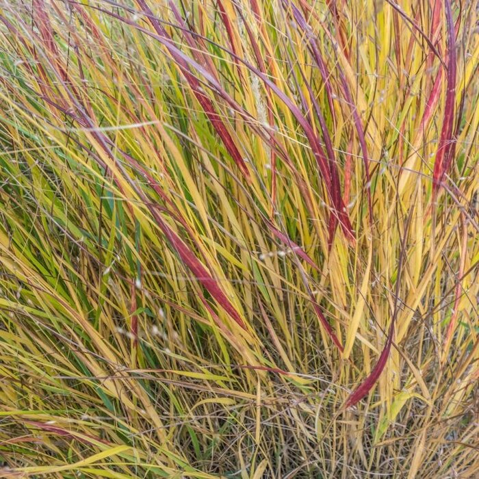 Vingergras - Panicum virgatum 'Rehbraun'