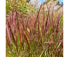 Vingergras - Panicum virgatum 'Rotstrahlbusch'