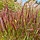 Vingergras - Panicum virgatum 'Rotstrahlbusch'