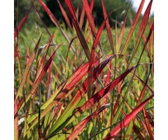 Vingergras - Panicum virgatum 'Sangria'