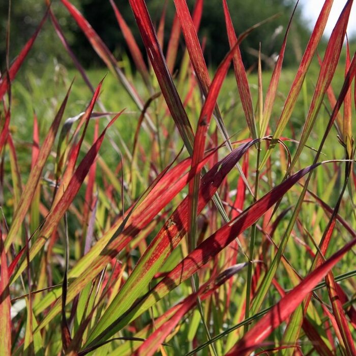 Vingergras - Panicum virgatum 'Sangria'