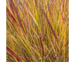 Vingergras - Panicum virgatum 'Squaw'