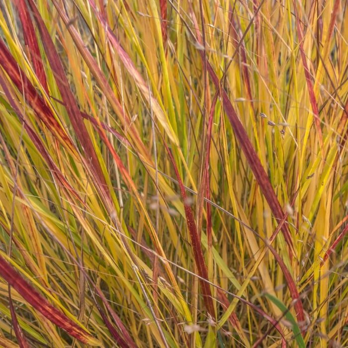 Vingergras - Panicum virgatum 'Squaw'