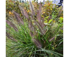 Lampenpoetsersgras - Pennisetum alopecuroides 'Black Beauty'