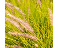Lampenpoetsersgras - Pennisetum alopecuroides 'JS Dance With Me'