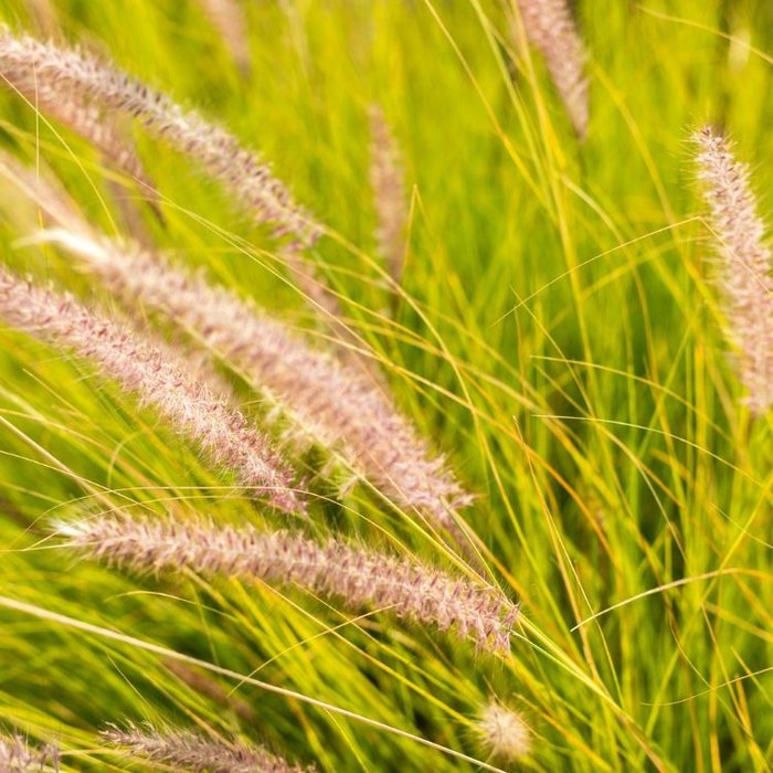 Lampenpoetsersgras - Pennisetum alopecuroides 'JS Dance With Me'