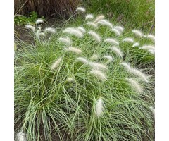Lampenpoetsersgras - Pennisetum alopecuroides 'Little Bunny'