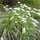 Lampenpoetsersgras - Pennisetum alopecuroides 'Little Bunny'