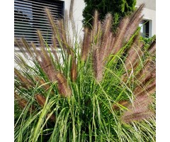 Lampenpoetsersgras - Pennisetum alopecuroides 'Viridescens'