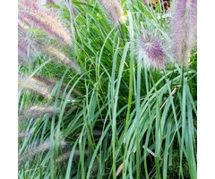 Lampenpoetsersgras - Pennisetum massaicum Red BunnyTails
