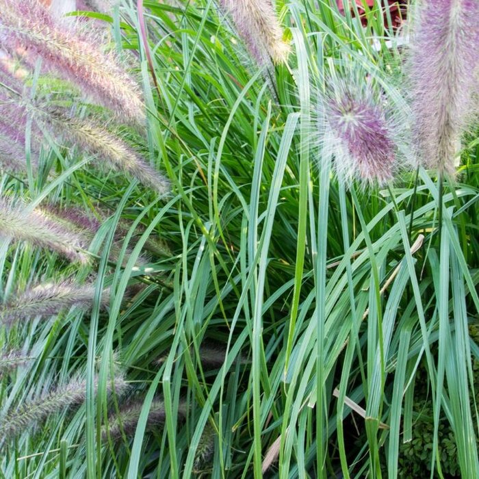 Lampenpoetsersgras - Pennisetum massaicum Red BunnyTails