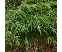 Dwergbamboe - Pleioblastus argenteostriatus pumilus