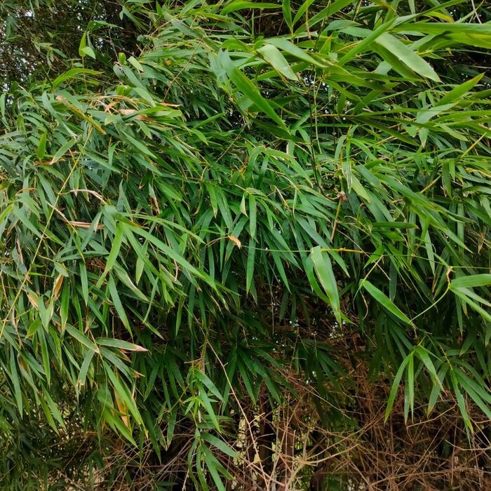 Dwergbamboe - Pleioblastus argenteostriatus pumilus