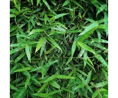 Dwergbamboe - Pleioblastus pygmaeus