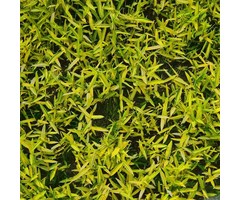 Dwergbamboe - Pleioblastus viridistriatus Auricoma