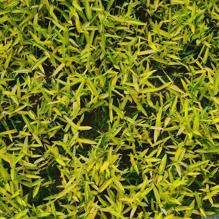Dwergbamboe - Pleioblastus viridistriatus Auricoma