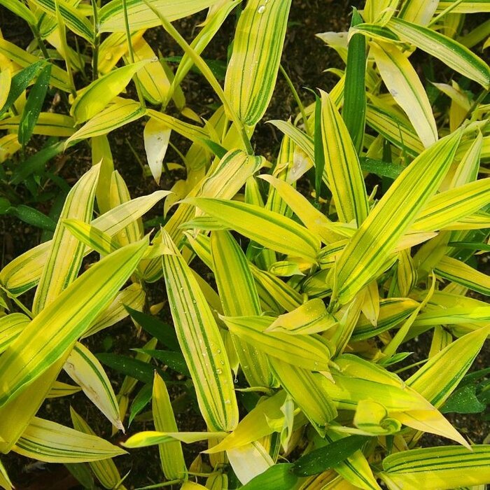 Dwergbamboe - Pleioblastus viridistriatus Auricoma