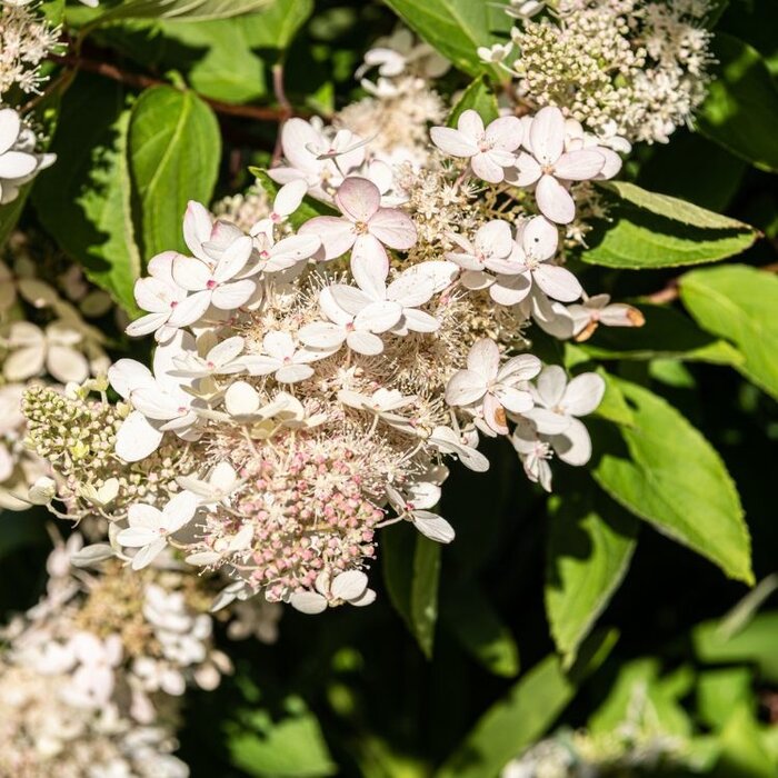 Pluimhortensia  op stam - Hydrangea paniculata 'Kyushu'