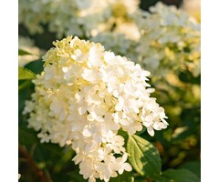 Pluimhortensia  op stam - Hydrangea paniculata 'Limelight'
