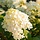 Pluimhortensia  op stam - Hydrangea paniculata 'Limelight'