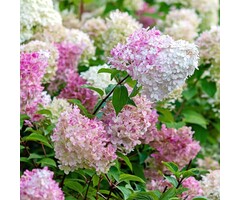 Pluimhortensia  op stam - Hydrangea paniculata 'Vanille Fraise'