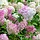 Pluimhortensia  op stam - Hydrangea paniculata 'Vanille Fraise'