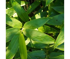 Sierbamboe - Sasa palmata nebulosa