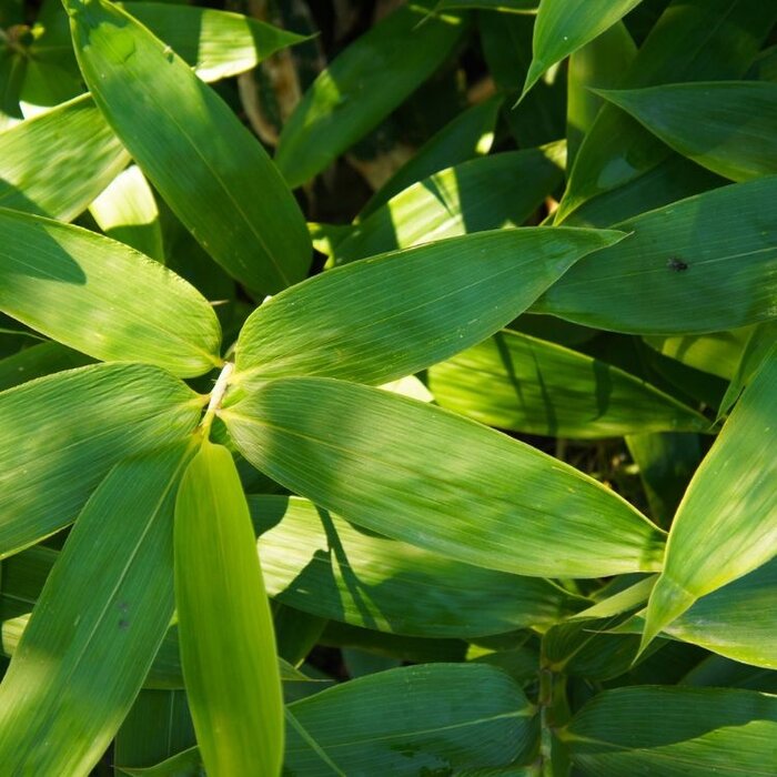 Sierbamboe - Sasa palmata nebulosa