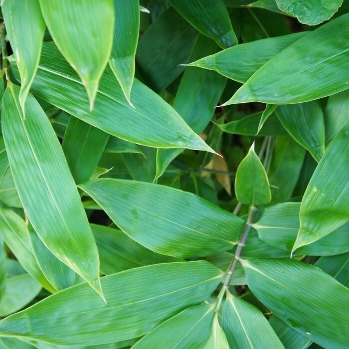 Sierbamboe - Sasa tsuboiana