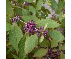 Schoonvrucht op stam - Callicarpa bodinieri 'Autumn Glory'