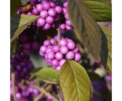 Schoonvrucht op stam - Callicarpa bodinieri 'Profusion'