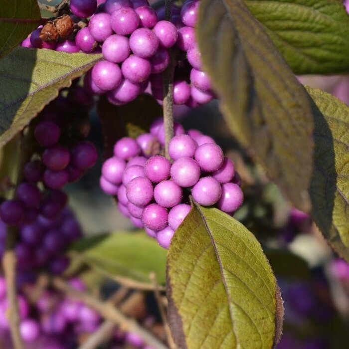 Schoonvrucht op stam - Callicarpa bodinieri 'Profusion'