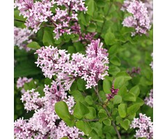 Sering op stam - Syringa meyeri 'Palibin'