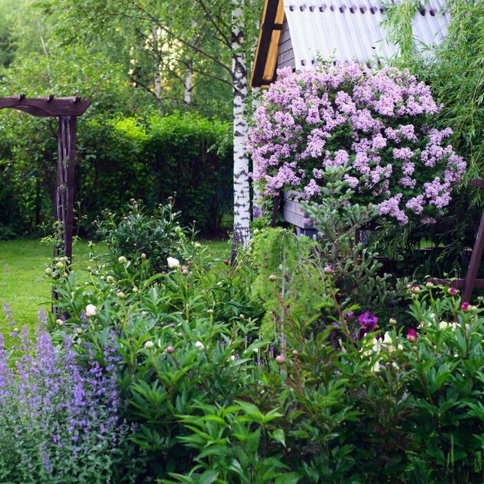 Sering op stam - Syringa meyeri 'Palibin'