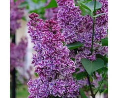 Sering op stam - Syringa vulgaris 'Sensation'