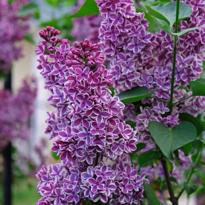 Sering op stam - Syringa vulgaris 'Sensation'