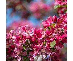 Sierappel - Malus 'Mokum'