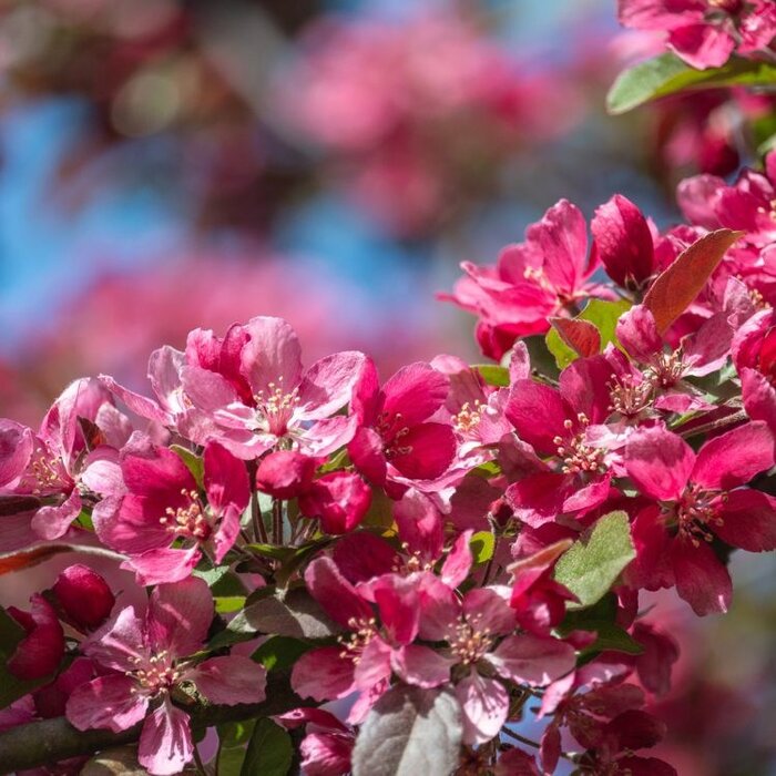 Sierappel - Malus 'Mokum'