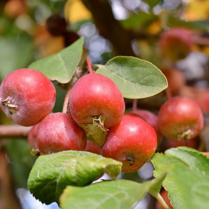 Sierappel - Malus 'Mokum'