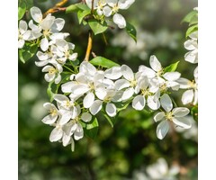 Sierappel - Malus toringo 'Brouwers'