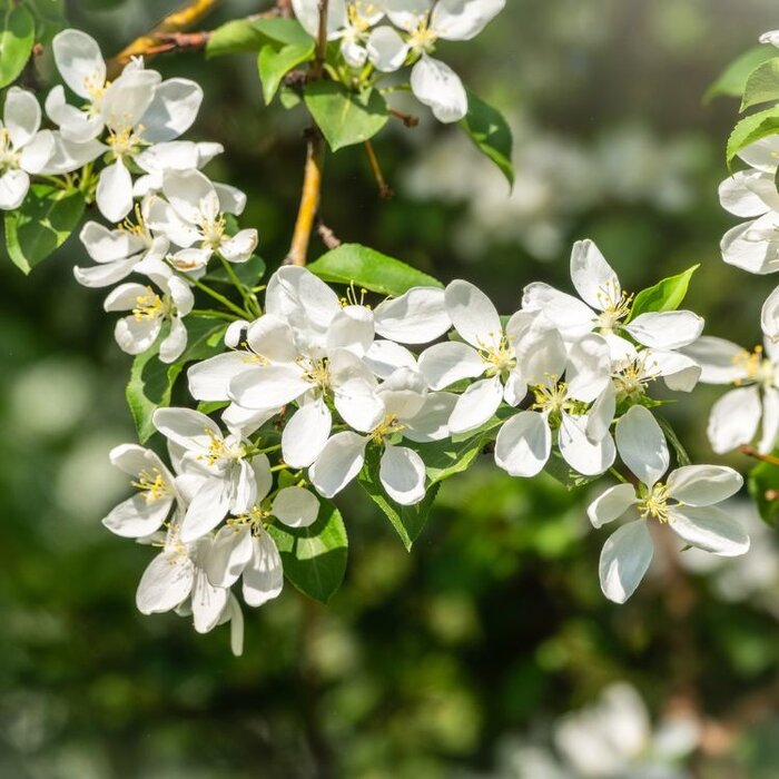 Sierappel - Malus toringo 'Brouwers'
