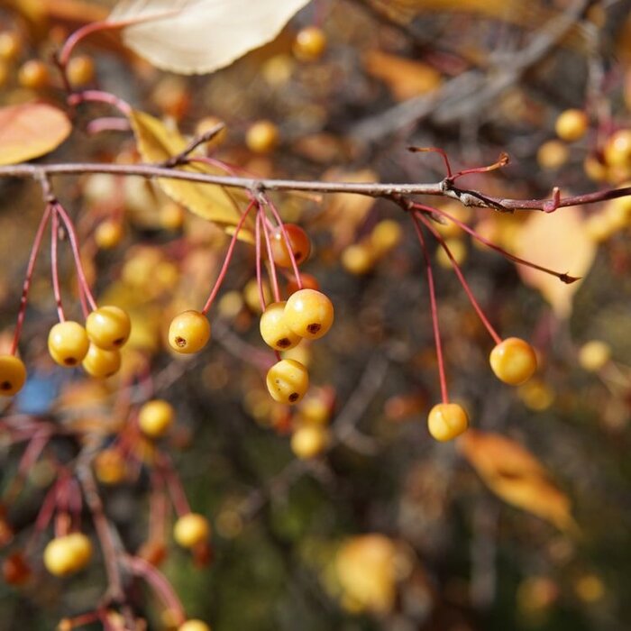 Sierappel - Malus toringo 'Brouwers'