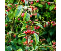 Sierappel - Malus toringo 'Tina'