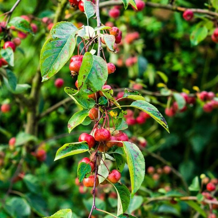 Sierappel - Malus toringo 'Tina'