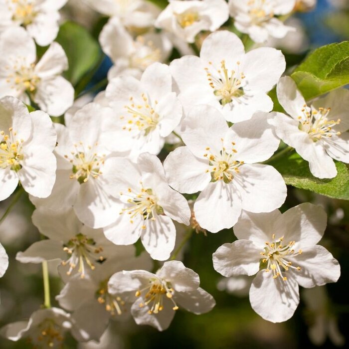 Sierappel - Malus toringo 'Tina'